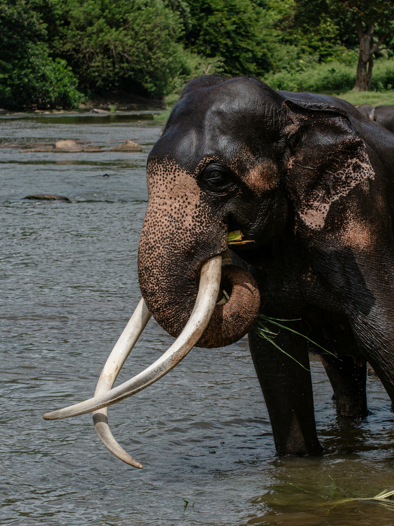 Sri Lankan elephant in a river surrounded by lush green jungle